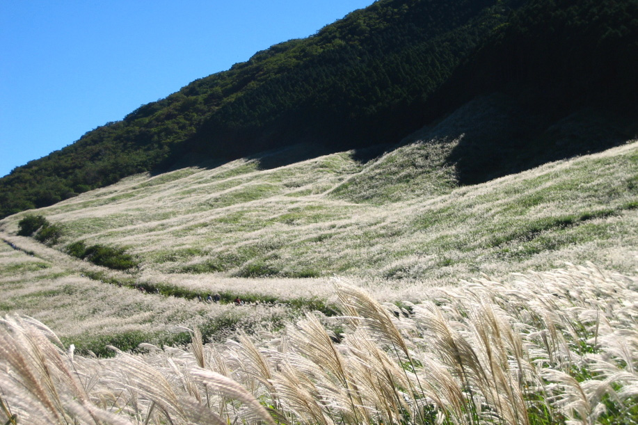 仙石原すすき草原